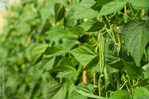 Wallpaper Mural bean, plant, green, green beans, beans, leaf, agriculture, garden, flower, closeup, food, vegetable, nature, fresh, organic, growth, growing, farming, seed, farm, crop, leaves, gardening, grow, branch Torontodigital.ca