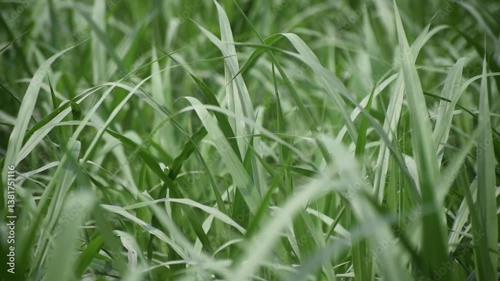 Tall Guinea grass swaying in the wind under an open sky. Tall Guinea grass swaying in the wind under an open sky.