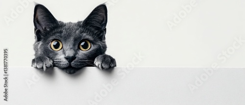 Obraz na płótnie Curious gray cat peeking over a white surface. w salonie