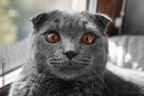 Scottish fold cat at home, ...
