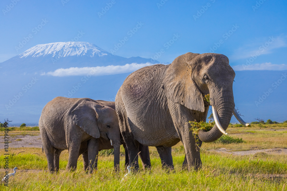 Fototapeta premium Elephant family under Kilimanjaro, Kenya, Amboseli