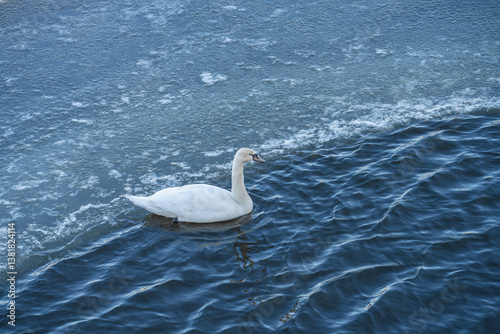 single swan swimming in the frozen lake with ice surround