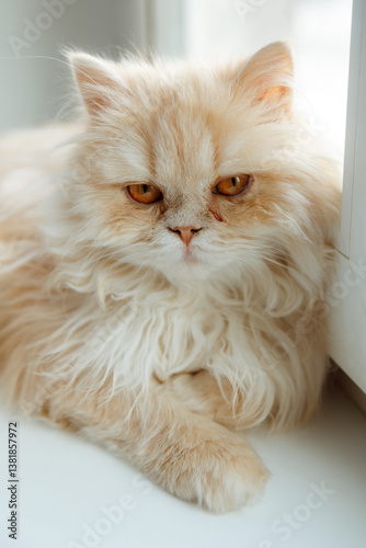 Portrait of a sad British cat. He gets sick, conjunctivitis, tears flow from his eyes.