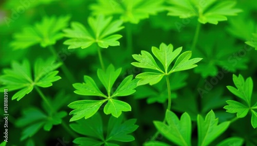Close-up of parsley forming a repeating motif , pattern, vegetable, graphic