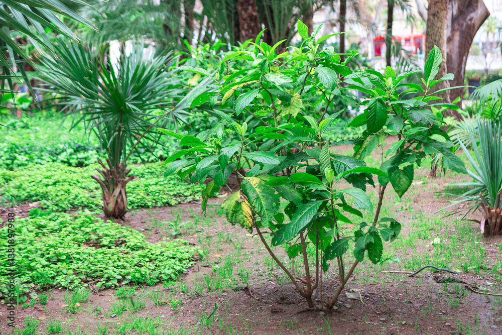 Lush greenery thrives in the garden bed, showcasing a variety of plant life. Tropical garden scene, featuring a dense collection of plants