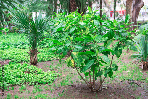 Obraz na płótnie Lush greenery thrives in the garden bed, showcasing a variety of plant life. Tropical garden scene, featuring a dense collection of plants w salonie