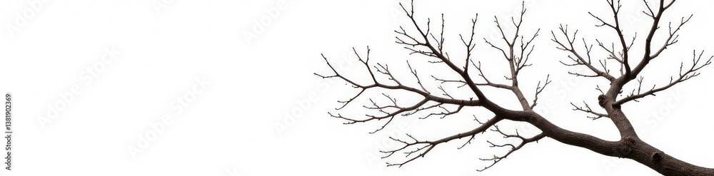 White background with isolated bare tree branches and twigs, isolation, tree White background with isolated bare tree branches and twigs, isolation, tree