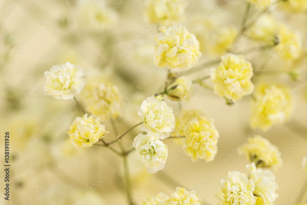 Beautiful gypsophila flowers as background, closeup Beautiful gypsophila flowers as background, closeup