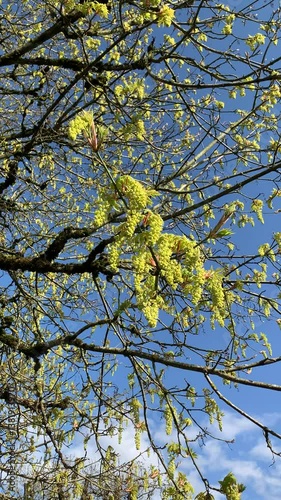 Oregon big leaf maple blossoms