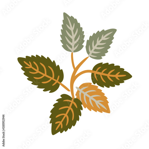 Peppermint Leaves Illustration, Mentha Piperita Vector