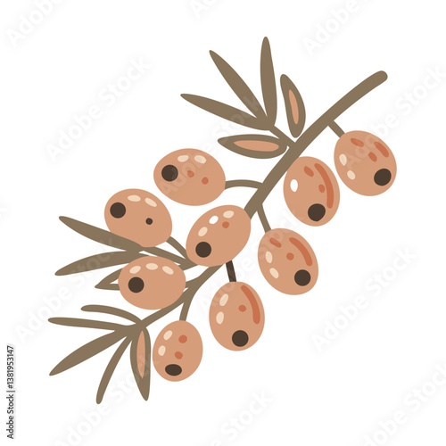 Sea Buckthorn Berries Vector Illustration