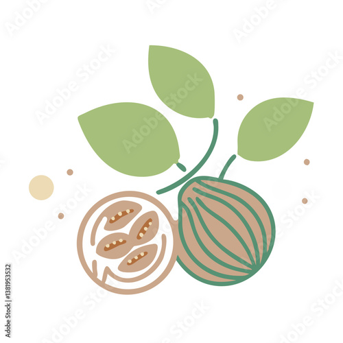 Nutmeg Myristica Fragrans Seeds Illustration