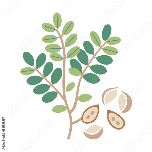 Moringa Oleifera Branch and Seeds Illustration