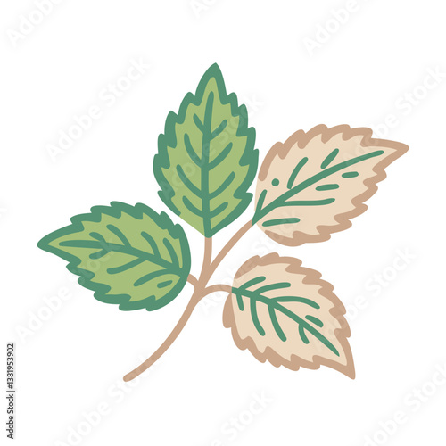 Lemon Balm Leaves Illustration, Melissa Officinalis