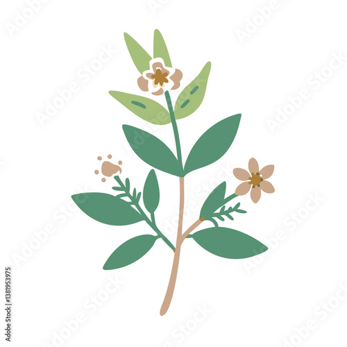 Labdanum Cistus Ladaniferus Plant Illustration