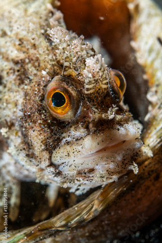 Fringed blenny