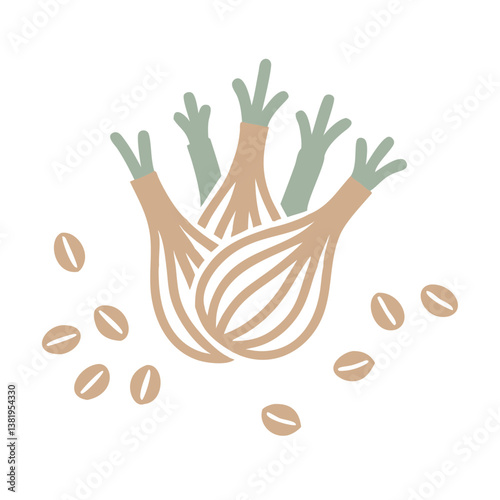 Fennel Bulbs and Seeds Illustration