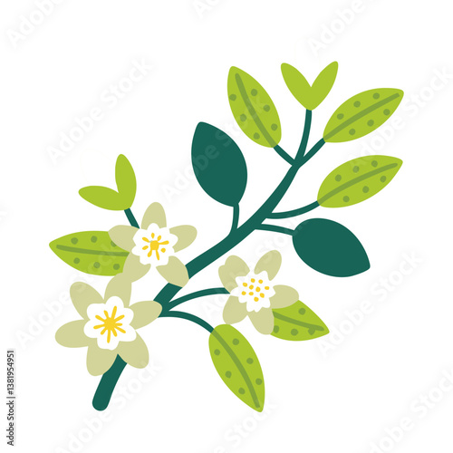 Champaca White Magnolia Alba Flower Illustration