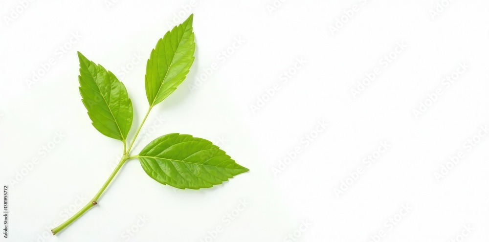 Fototapeta premium Single stem isolated against white background, botanical, plant, texture