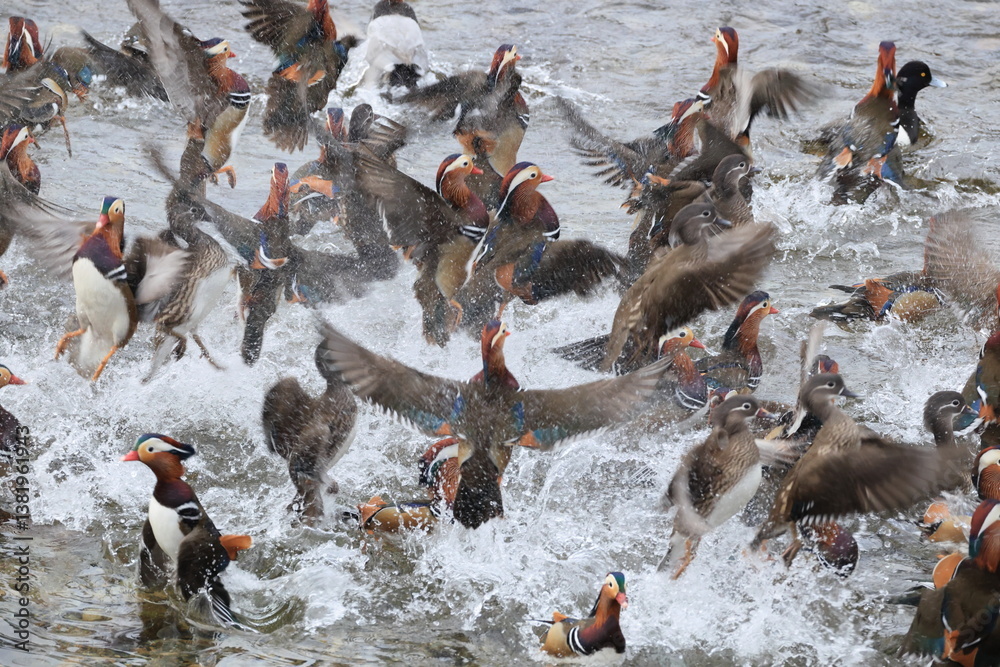 Fototapeta premium The mandarin duck (Aix galericulata) is a perching duck species native to the East Palearctic. This photo was taken in Japan.