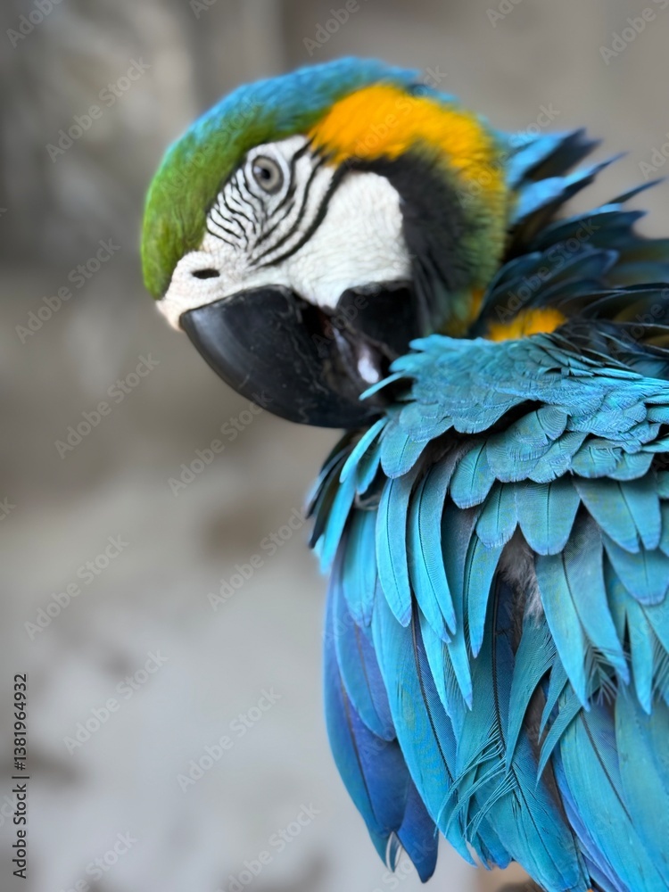 Fototapeta premium blue and yellow macaw