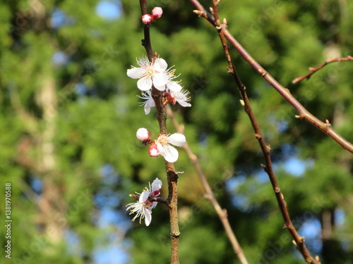 日本の花・桜