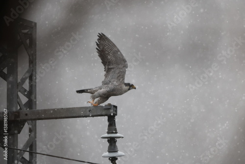 The peregrine falcon (Falco peregrinus japonensis), also known simply as the peregrine, is a cosmopolitan bird of prey (raptor) in the family Falconidae. This photo was taken in Japan.