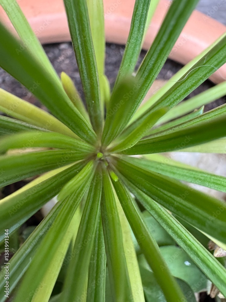 succulent plant succulent plant