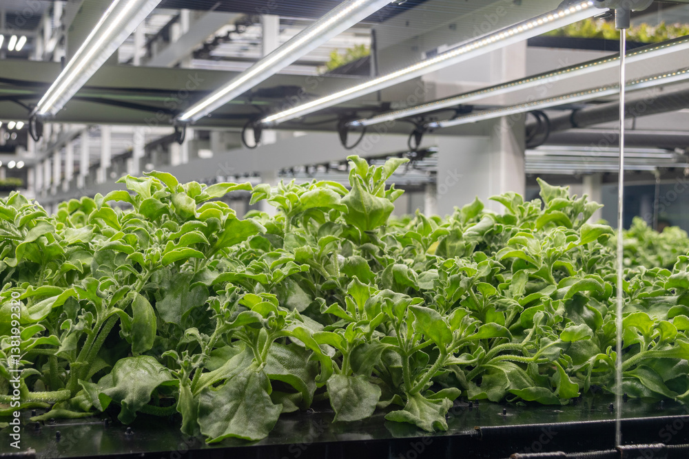 Hydroponics organic vegetable at greenhouse with led light.