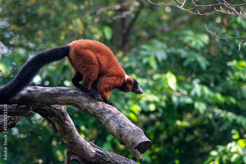 Red ruffed lemurs, native to Madagascar, resting on the branch
