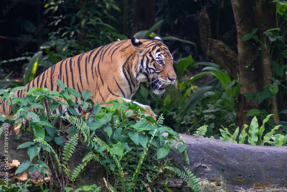Malayan tiger in the Singapore Zoo.