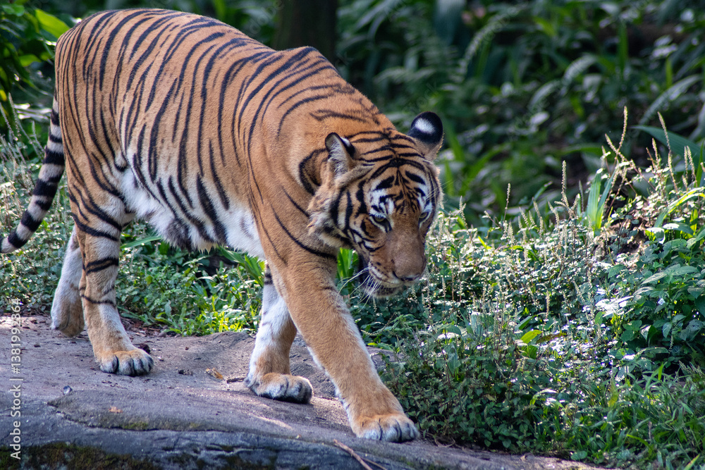 Malaya tiger in the Singapore Zoo.