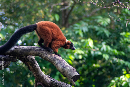 Obraz na płótnie Red ruffed lemurs, native to Madagascar, resting on the branch w salonie