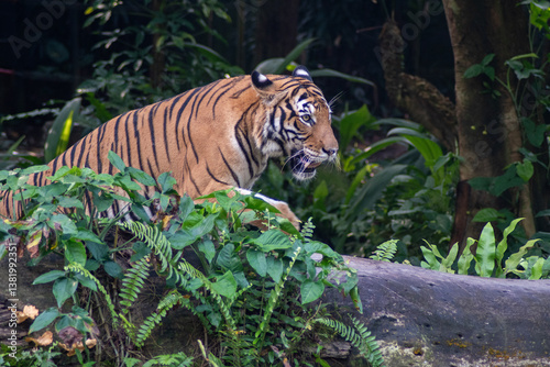 Obraz na płótnie Malayan tiger in the Singapore Zoo. w salonie