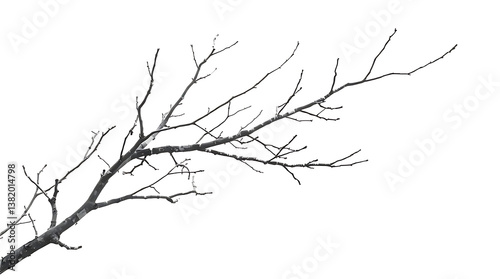 Realistic dry branches isolated on transparent background. Dead tree branch, old twig, PNG, Cut out