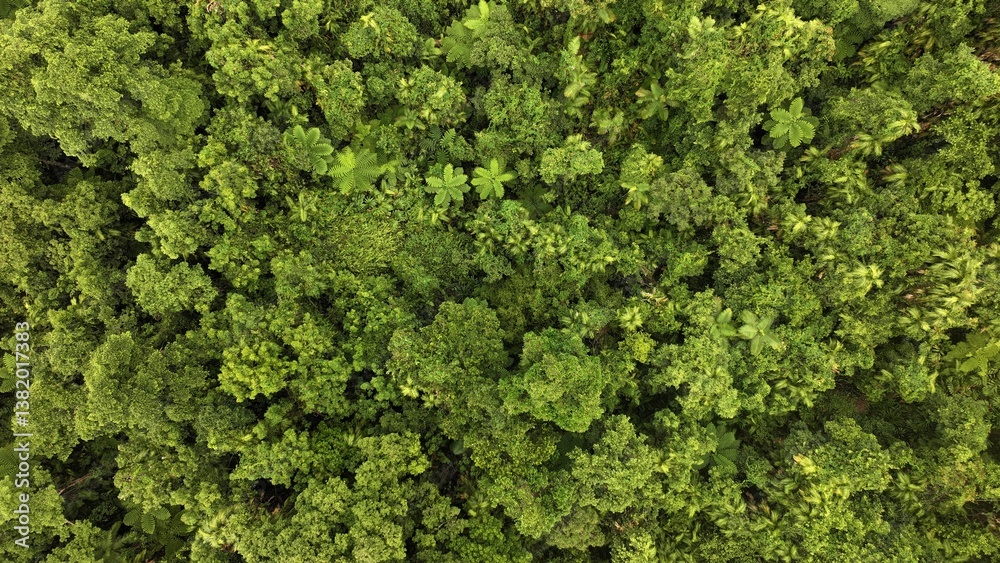 Naklejka premium rainforest australia tropical trees tall remote green