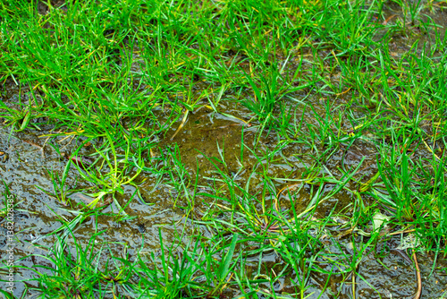 puddle on grass