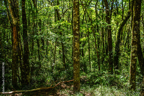 green forest in the morning