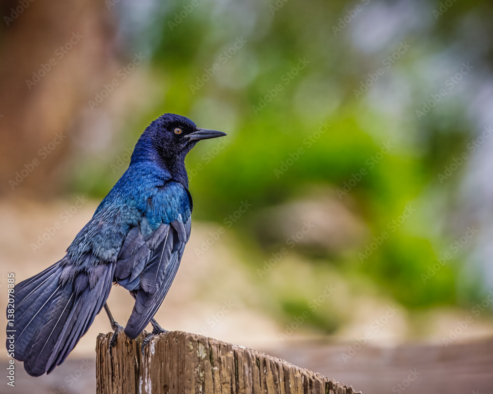 A Boat-tailed grackle is perched on a wooden post A Boat-tailed grackle is perched on a wooden post