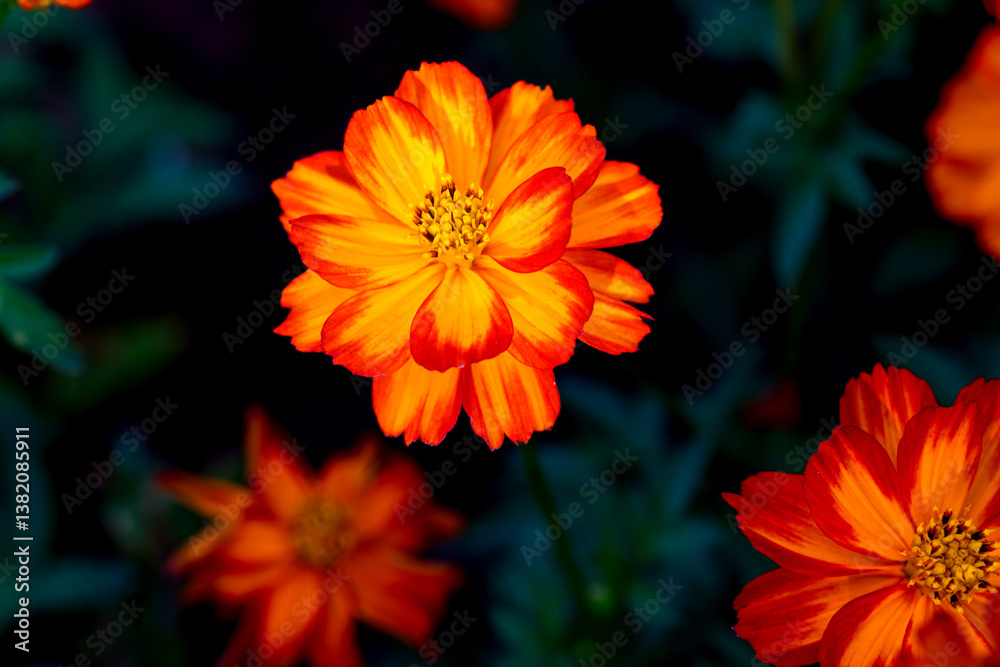 Close-up Orange Mexican aster or Cosmos flower blooming in the garden, Family Asteraceae. Close-up Orange Mexican aster or Cosmos flower blooming in the garden, Family Asteraceae.