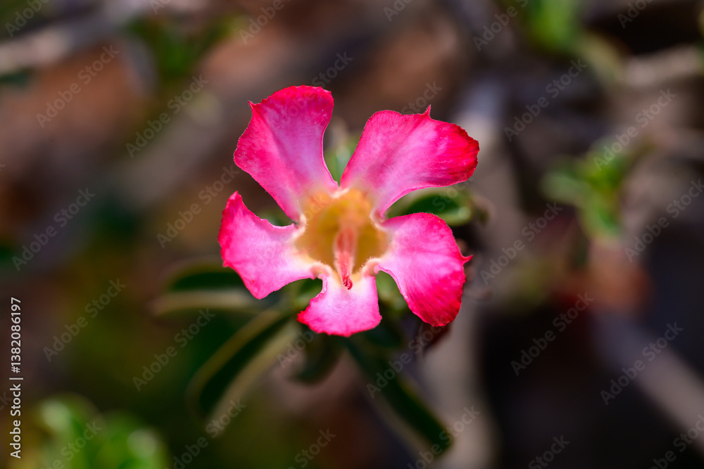 Naklejka premium Close up Adenium obesum flowers or Desert rose in full bloom bright and freshness.