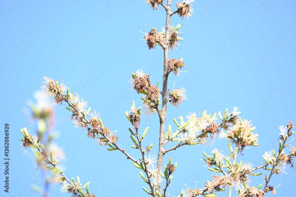Alangium salvifolium or sage leaved alangium tree flowers. It is is a flowering plant in the Cornaceae family. Wild white flower in nature background. Alangium salvifolium or sage leaved alangium tree flowers. It is is a flowering plant in the Cornaceae family. Wild white flower in nature background.