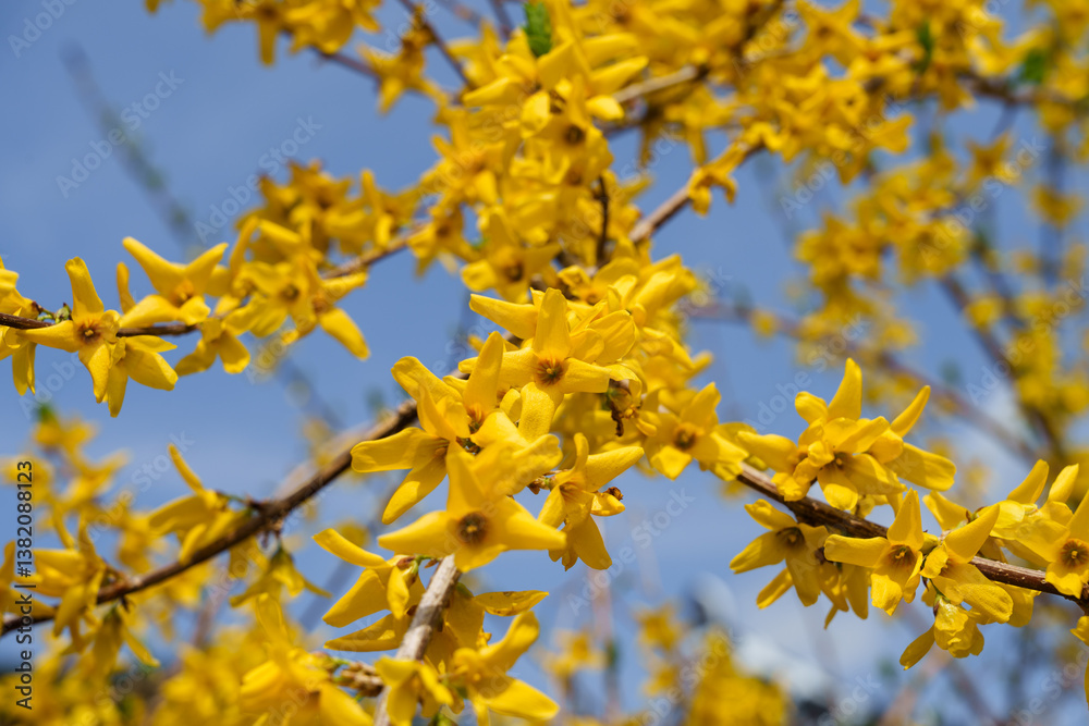 Close-up photo of yellow forsythia flowers blooming in spring in March Close-up photo of yellow forsythia flowers blooming in spring in March