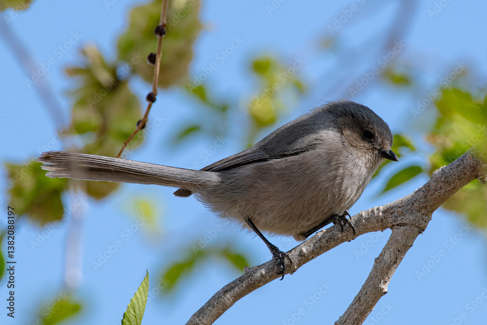Naklejka premium gray bird perched in a tree