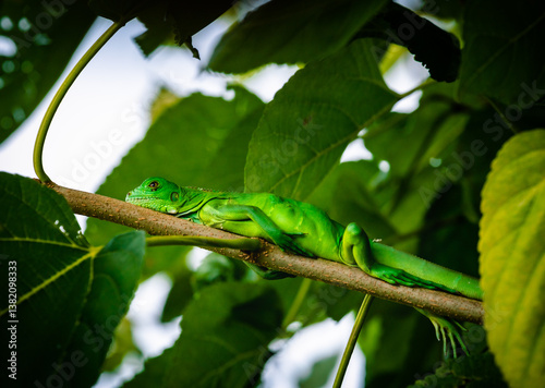Fotografie lindo lagarto verde que mora na árvore do quintal
