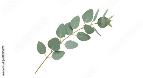 Eucalyptus Branch with Green Leaves Isolated on Transparent Background
