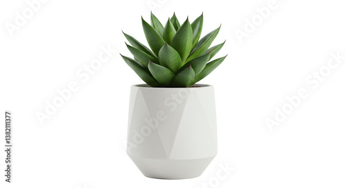 Potted Sansevieria Plant in Modern Transparent Pot on Transparent Background