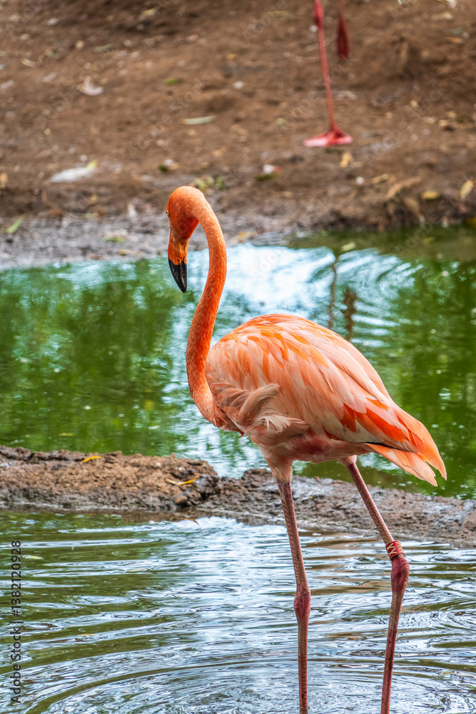 The greater flamingo, Phoenicopterus roseus, standing in water on lake shore. The greater flamingo, Phoenicopterus roseus, standing in water on lake shore.