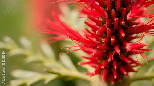 close up of a red bottlebrush flower