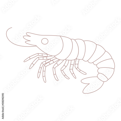 Linear shrimp. Isolated on a white background.